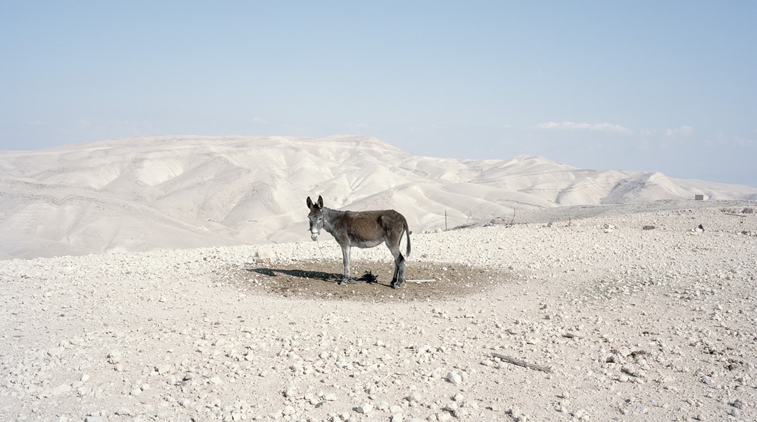 «Why Look at Animals? Δικαιοσύνη για τη μη ανθρώπινη ζωή» στο ΕΜΣΤ